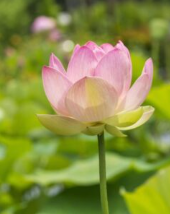 Lotus